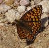 Melitaea phoebe